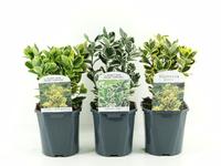 Euonymus jap.in varieties