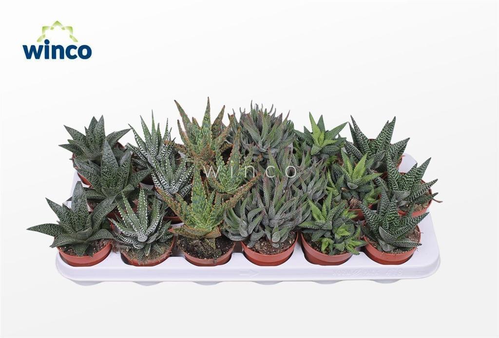 Picture of Haworthia in varieties P8 15CM