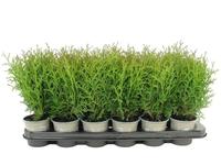 Thuja occ. Tiny Tim