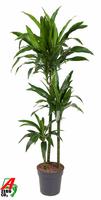 Dracaena Janet Craig 90-60-30