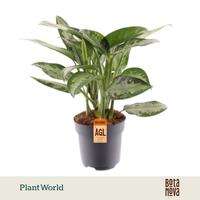 Aglaonema Jubilee Petite