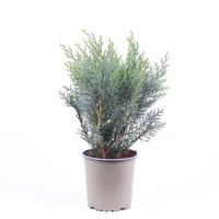 Chamaecyparis law. Pelt's Blue'