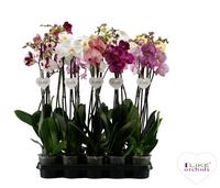 Phalaenopsis hybrid dark varieties