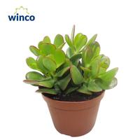 Crassula Ovata