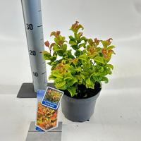 Leucothoe axi. Curly Gold