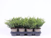 Juniperus com. Repanda