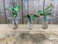 Hydroponic varieties in Sydney glass