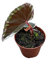 Begonia Baramensis