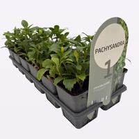 Pachysandra terminalis