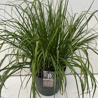Pennisetum al. Red Head