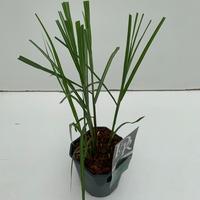 Miscanthus sin. Malepartus