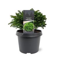 Cryptomeria jap. Green Pearl
