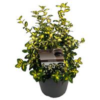 Euonymus fort. Interbolwi