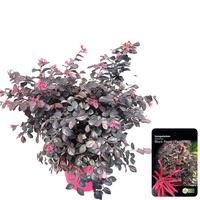 Loropetalum chin. Black Pearl
