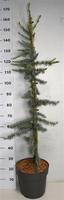 Cedrus lib. Glauca