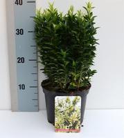Euonymus jap. Francien