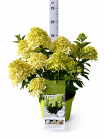 Hydrangea pan. Whitelight