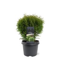 Thuja occ. Little Giant