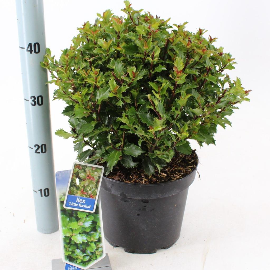 Picture of Ilex mes. Little Rascal P23 (5 Ltr)