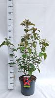 Clerodendrum trichotomum fargesii