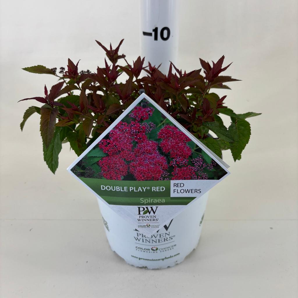 Picture of Spiraea Double Play ® Red P19 40CM