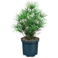 Sciadopitys verticillata