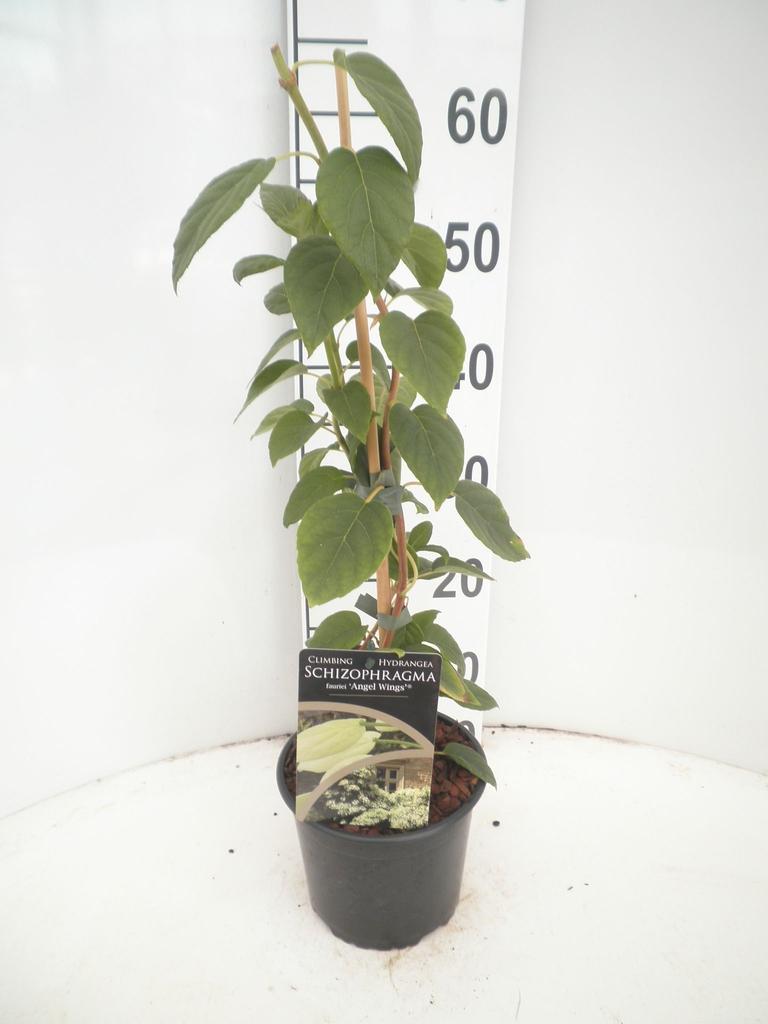Picture of Schizophragma faurii Angel Wings P17 (2 Ltr)