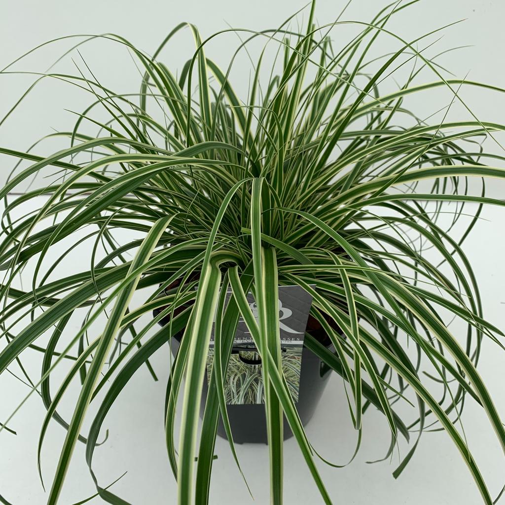 Picture of Carex Evercream P23 (5 Ltr) SQUARE