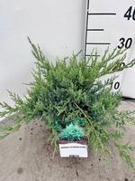 Juniperus pfit. Glauca
