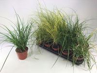 Carex in varieties