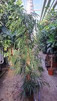 Ficus Alii piramide