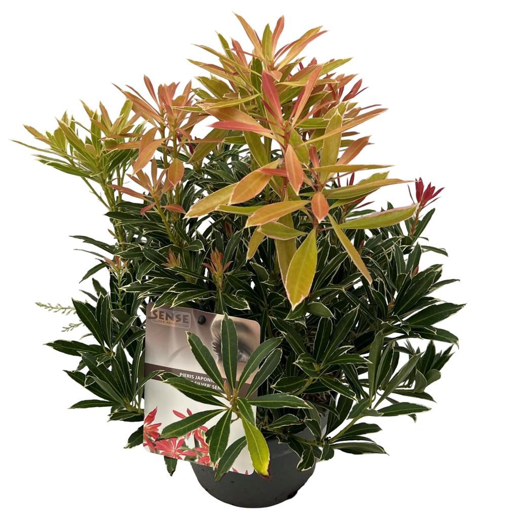 Picture of Pieris jap. Flaming Silver P19 (3 Ltr)