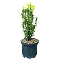 Cephalotaxus harr. Fastigiata
