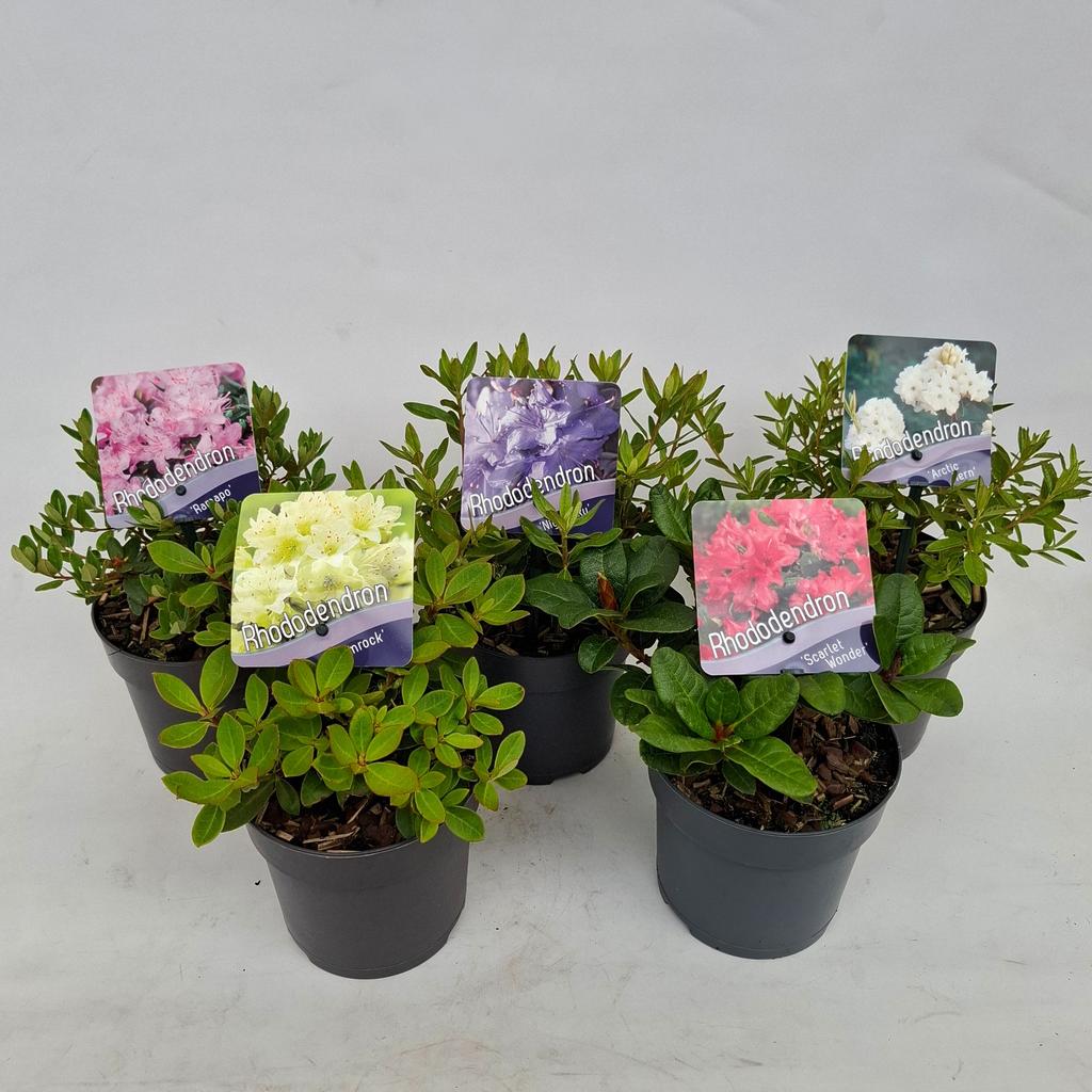Billede af Rhododendron Dwarf in varieties P13