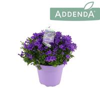 Campanula Intense Purple
