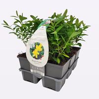 Hypericum calycinum