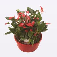 Anthurium Trillions Red in red bowl