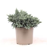Juniperus squa. Blue Star