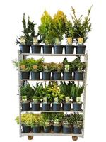 Coniferen in varieties