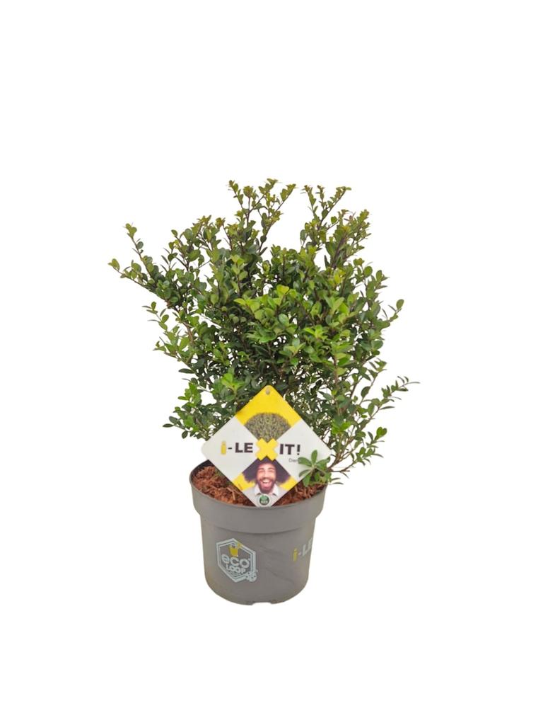 Image de Ilex cre. Dark Green P19 (3 Ltr) BUSH-30/40