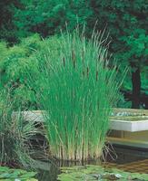 Typha angustifolia