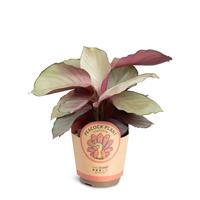 Calathea Silver Plate