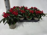 Skimmia jap. reevesiana