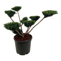 Taxus media Farmen