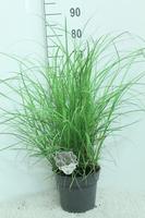 Miscanthus sin. Red Chief