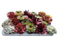 Sempervivum in varieties