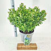 Ilex mes. Little Rascal