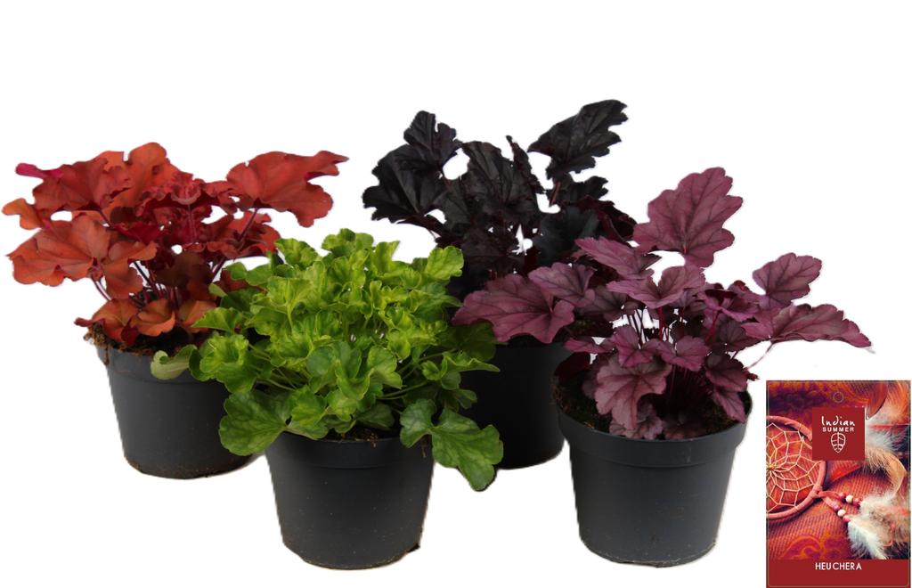 Picture of Heuchera Indian Summer in varieties P15-(1.5-LTR)