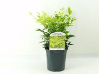Nandina dom. Lemon Lime