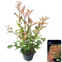 Photinia fra. Red Robin
